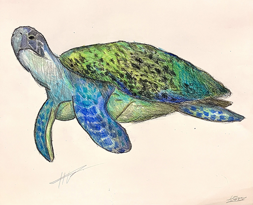 turtle drawing